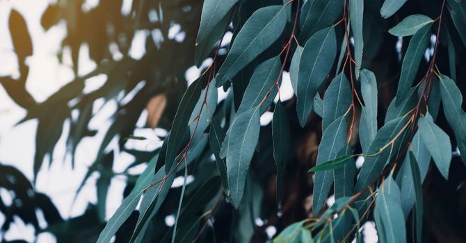 Airway Consultations